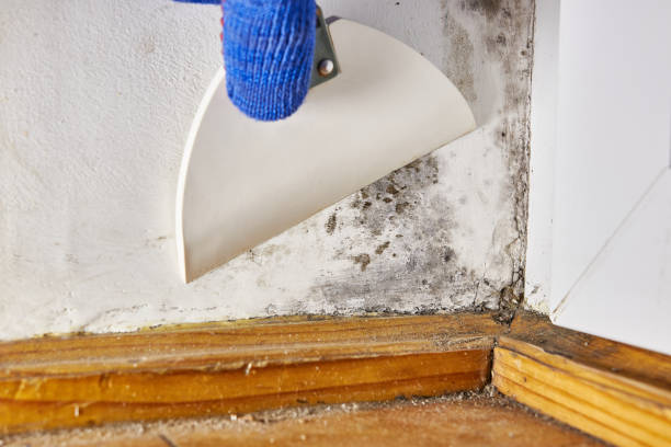 Best Biohazard Mold Removal  in Jim Thorpe, PA